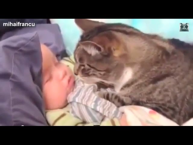 【癒しの動画】人間の赤ちゃんの子守りをするペット達　〜犬・猫 おもしろ動画〜