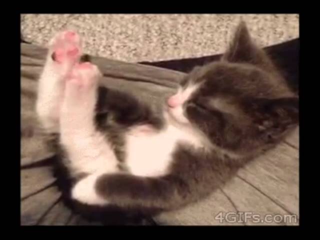 【ネコ癒し動画】　子ネコにキュンキュンその①　ネコ好きのためのGIF動画まとめ