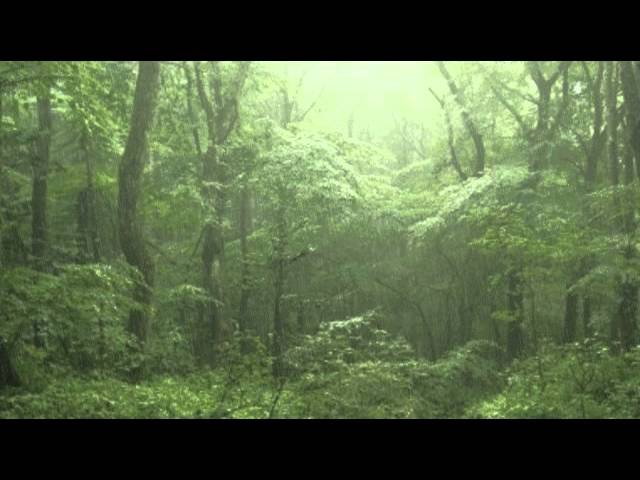 【癒し系】自然音 雨の森