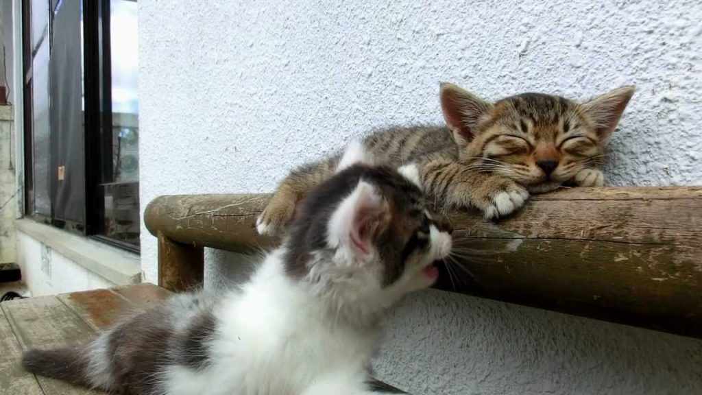 cat sleep 『癒しMax』寝る猫と遊びたい猫・・・kitty sleep