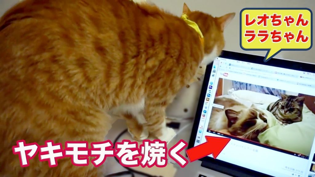 【追悼】レオちゃん・ララちゃん！癒しと笑いをありがとう！かわいい動画を見て「マック」がヤキモチ焼く…【猫ちゃんねる】ねこ動画・2匹の猫通信　Cat Life Videos. 思い出動画