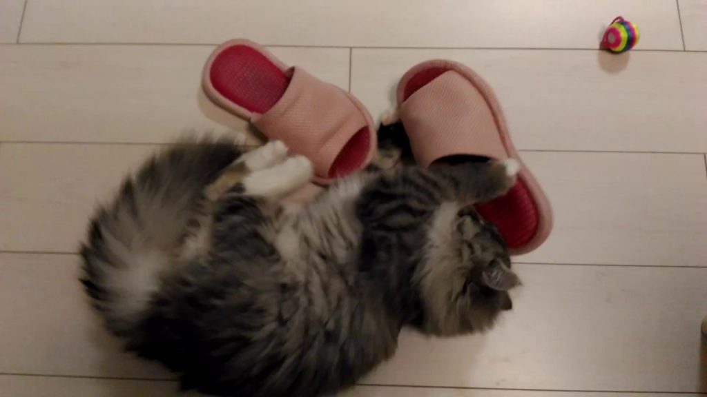 【癒しにゃんこ】スリッパに怒りをぶつける猫#10【A cat hitting anger with slippers】