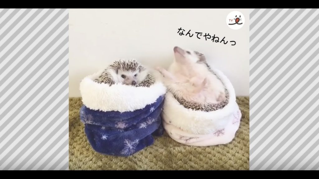 ハリネズミ夫婦のツッコミ漫才が可愛い♡ – Hedgehogs look like comedians【PECO TV】