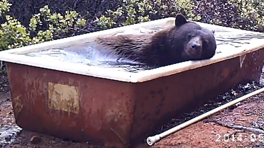 【癒し注意】熊が風呂入る貴重な映像【Video Pizza】