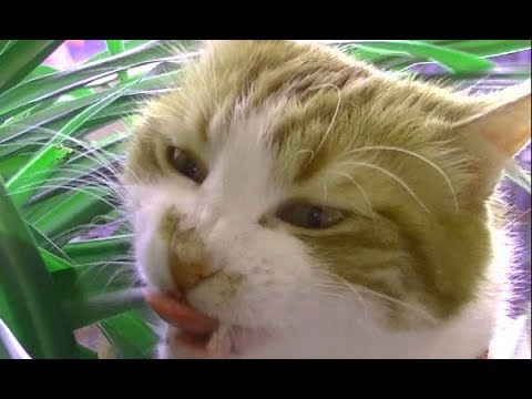 笑い！立ち姿でオリヅルランをむしゃむしゃ食べる猫♥♥猫との会話を楽しむ動画 Conversation with a cat