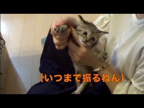[子猫] はちをこねくり回すだけの動画 [保護猫][可愛い][癒し]