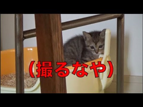 子猫の初めてのトイレを盗撮！！　[子猫][保護猫][可愛い][癒し]