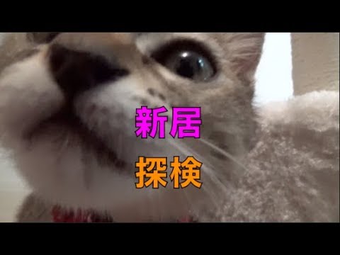 子猫の新居紹介探検動画！！ [子猫][保護猫][可愛い][癒し]