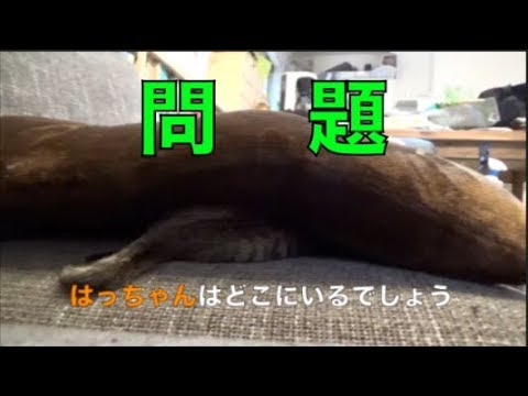 子猫の睡眠と遊びと睡眠　[子猫][保護猫][可愛い][癒し]