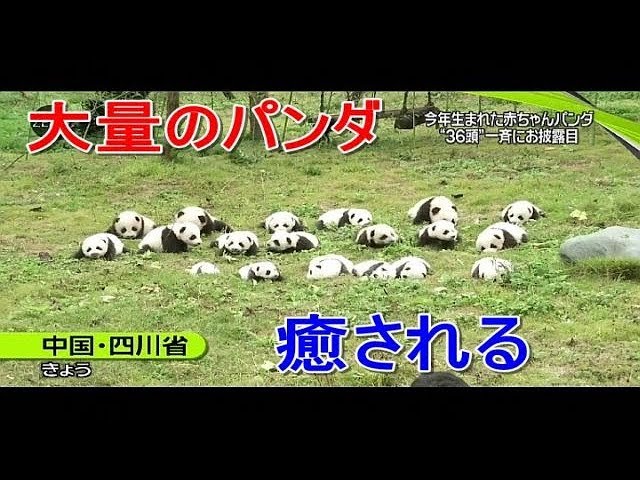 大量のパンダの子供が癒してくれる動画！中国の繁殖施設にて。