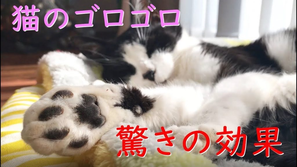 【癒しヒーリング】猫おむすびさんのごろごろ音のセラピー＆羽根つき大判餃子