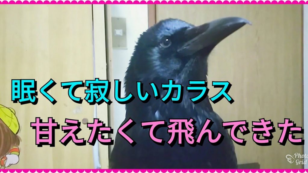 【癒しのカラス】眠くなると甘えに飛んでくるカラスが可愛い🐣 今宵はノーカットでお見せしよう😏 20180210、カラス