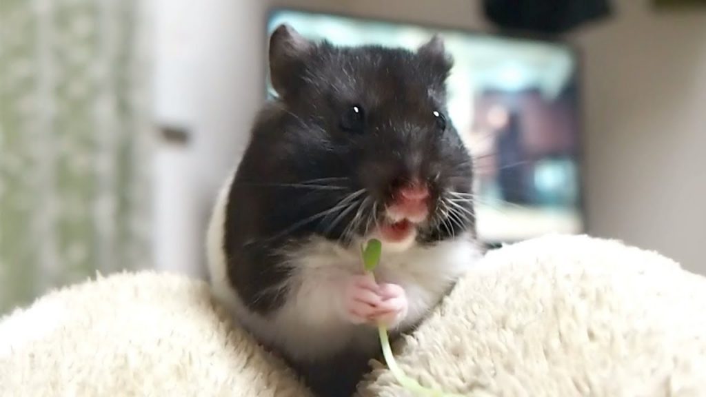 たった3分で癒される動画！おもしろ可愛い癒しハムスターA video eases your mind by Funny hamsters in just 3 minutes!