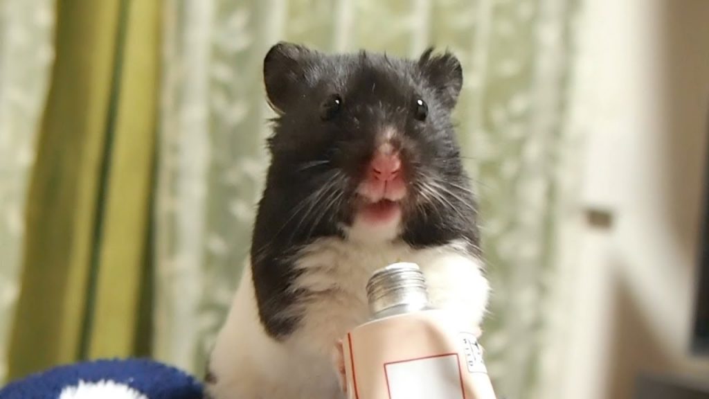 プロテイン効くわ～って顔!おもしろ可愛い癒しハムスターfunny Hamster who looks like protein is working!