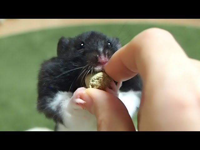 ご飯を奪い取るときの背伸びが可愛すぎる!おもしろ可愛い癒しハムスターStretch when the Funny hamster takes away the pellet is too cute!