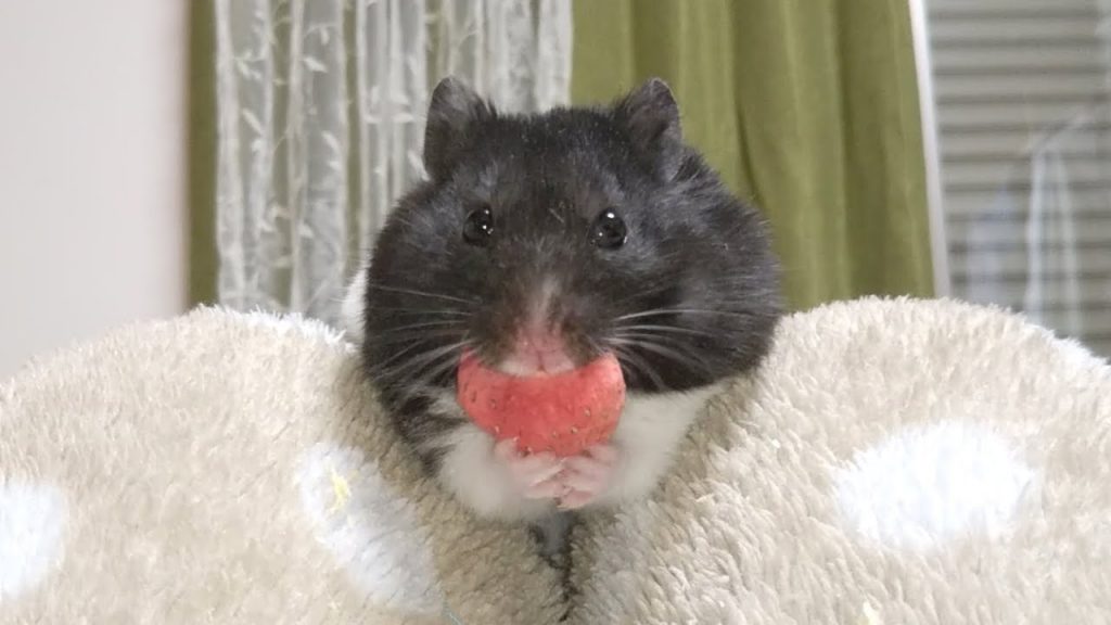 ハムスターにドライイチゴをあげた結果？おもしろ可愛い癒しハムスターThe result of giving Funny hamsters dry strawberries?