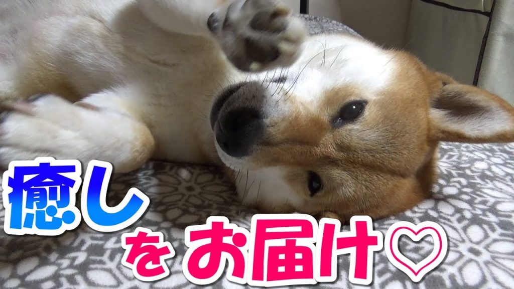 柴犬 いつも癒しをありがとう！【かわいい】Shiba inu Riki Riko/Just relax!