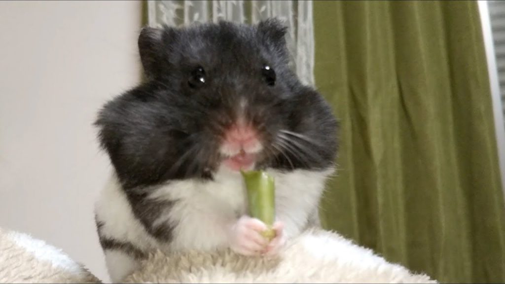 フリーズしながらブロッコリーを食べるハムスター!おもしろ可愛い癒しハムスターFunny Hamster eating broccoli while freezing!