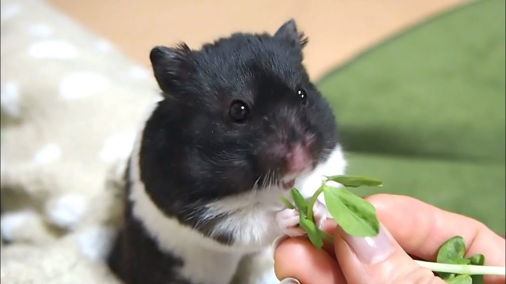 豆苗を食べる両手が可愛すぎるおもしろ可愛い癒しハムスターBoth hands eating soybean seaweed are too cute Funny hamster