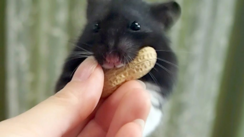 ピーナッツを奪い取るときのドヤ顔！おもしろ可愛い癒しハムスターA cute Funny hamster when he take peanuts!