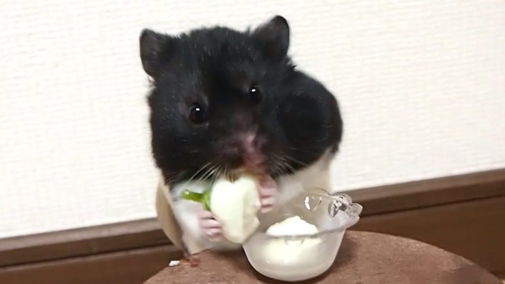 豆腐のパフェが大好きなハムスター!おもしろ可愛い癒しハムスターFunny hamster that loves tofu’s parfait!