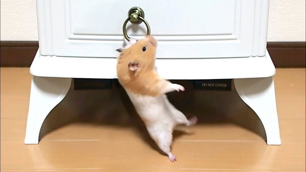 全力で飛びつく筋トレハムスターがすごい!おもしろ可愛い癒しハムスターMuscle trekking hamster that jumps in a ring is amazing!