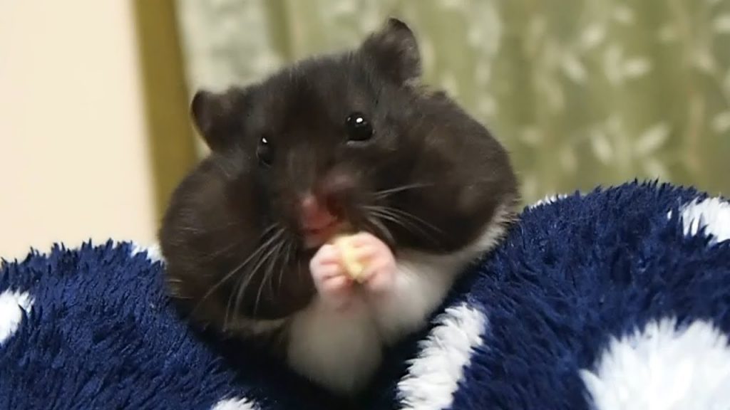 キャベツって止まらんなるよね～！ぷは～！おもしろ可愛い癒しハムスターFunny hamster that can not stop eating cabbage!