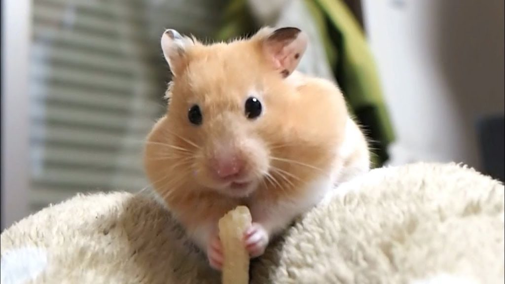 次々と可愛すぎるポーズを決めてくるおもしろ可愛い癒しハムスターFunny hamster that decides positively too cute one after another