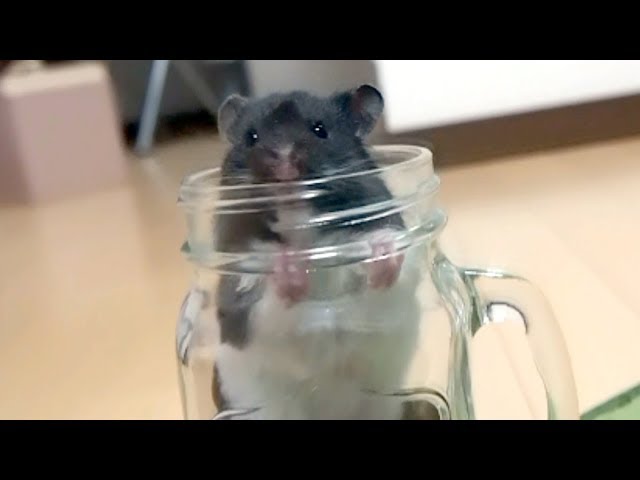 瓶から出す顔が可愛すぎる!おもしろ可愛い癒しハムスターThe face Funny hamster comes out from the bottle is too cute!