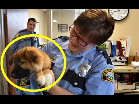 新入り警察官はみんなの癒し！保護され、警察署に雇われた子犬、目指すは・・・