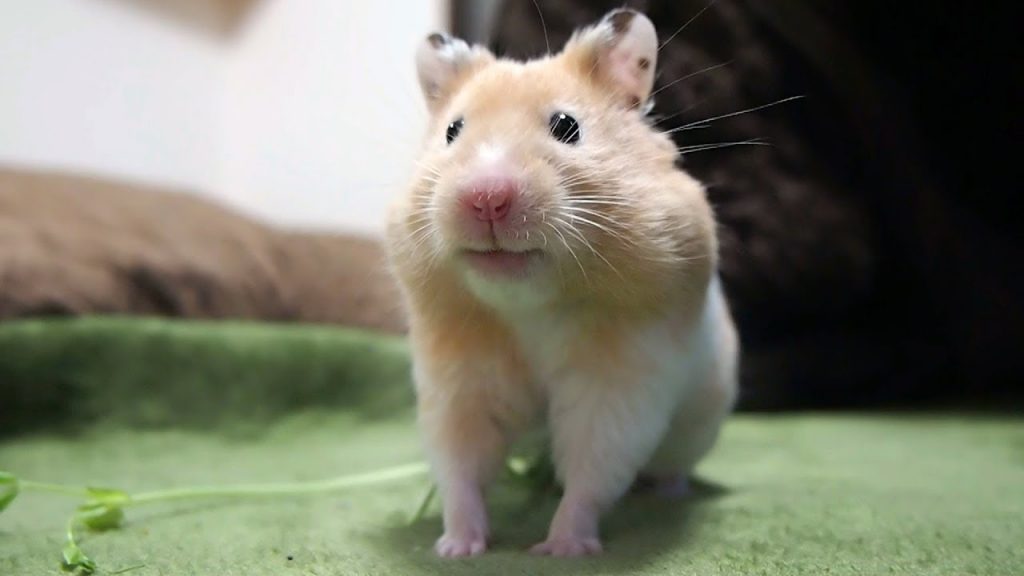 ずるい!この顔でフリーズするハムスター ! おもしろ可愛い癒しハムスターslyness! Funny Hamster face to freeze is too cute!