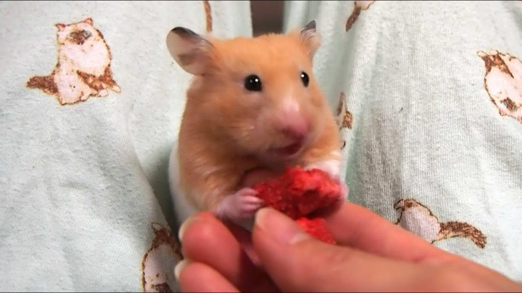 なんで?イチゴにだけ冷たく当たるハムスターおもしろ可愛い癒しハムスターThe hamster said that strawberries are tasty,but…
