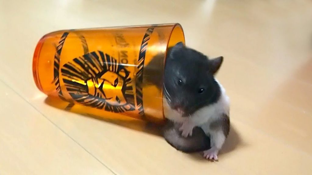 ハムスターによる新しいコップの使い方の紹介!おもしろ可愛い癒しハムスターIntroduction of how to use a new cup by hamster