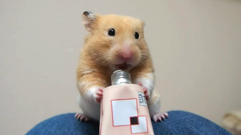 プロテインを飲む姿が必死すぎて…?おもしろ可愛い癒しハムスターIt is too desperate for a Funny hamster to drink protein!