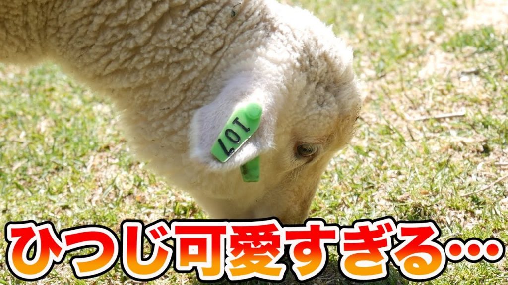 【癒し】神戸の羊たちが可愛すぎる！今日は癒しの動画です。