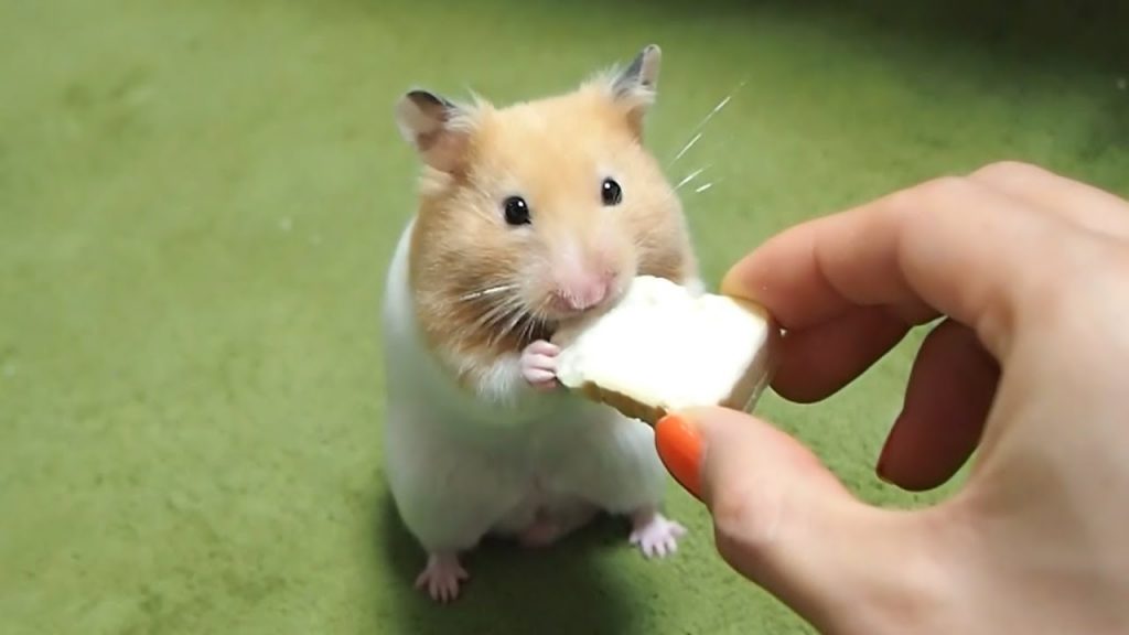 ハムスターが「ひらめいたっ!」ときの顔!おもしろ可愛い癒しハムスターA cute funny hamster whose face is “His inspiration!”!