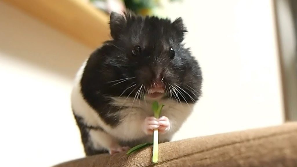 わんこ豆苗!食べ続ける姿が可愛すぎるおもしろ可愛い癒しハムスターWanko-soybean! Hamster who is too cute to keep eating!