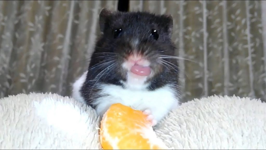 突然捨てられたミカンが切ない…おもしろ可愛い癒しハムスターMandarin orange suddenly abandoned in hamsters is sad …