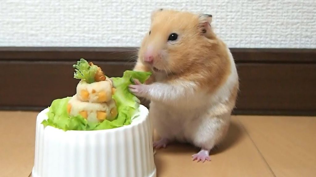 ケーキを作ってみたらまさかの結末に…おもしろ可愛い癒しハムスターI tried making a cake on a Funny hamster but in a sad ending ….