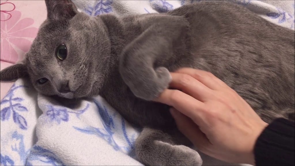 【癒し】猫をナデナデしてるだけの動画（ロシアンブルー）