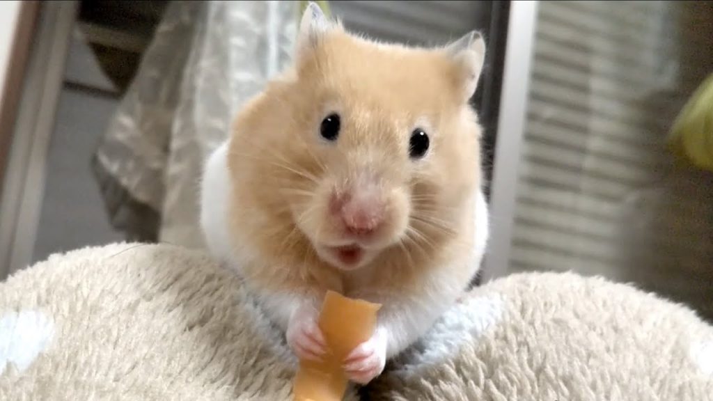 ハムスター「ちょっと苦しいんで入れ直しますね」おもしろ可愛い癒しハムスターThe hamster keeps eating by a camera look