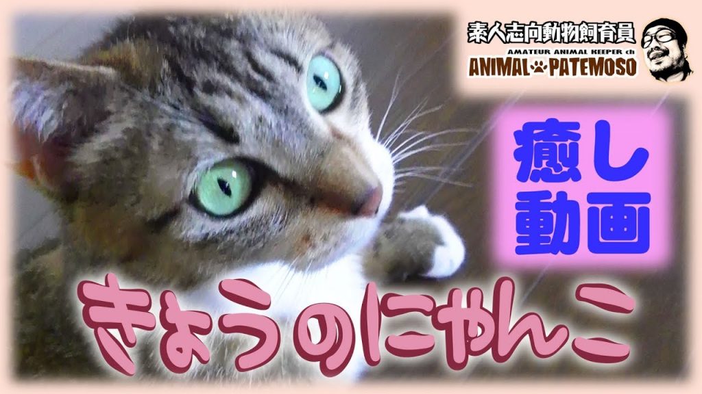 【癒しの猫動画】きょうのにゃんこ001【CAT VIDEO】
