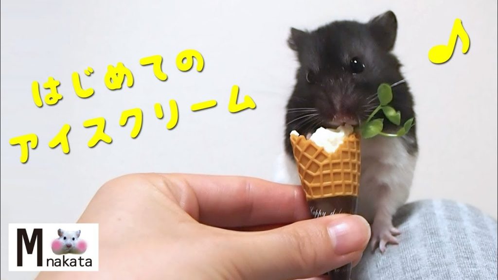 豆腐アイスクリームをあげてみた!おもしろ可愛い癒しハムスターFunny Hamster eating tofu ice cream