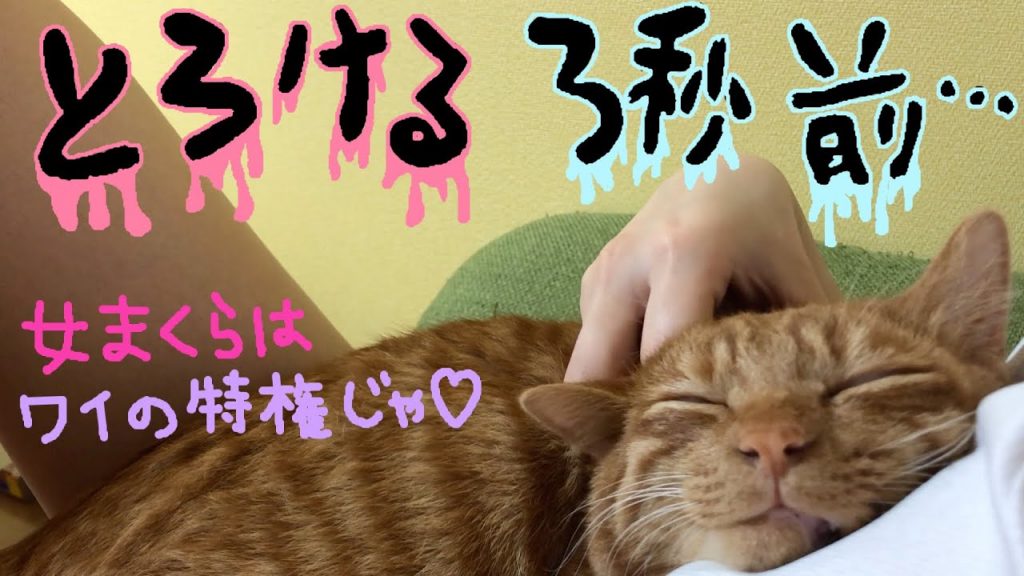 【癒し動画】オス猫は女好き！きんたの女枕でゴロゴロ言い続ける！