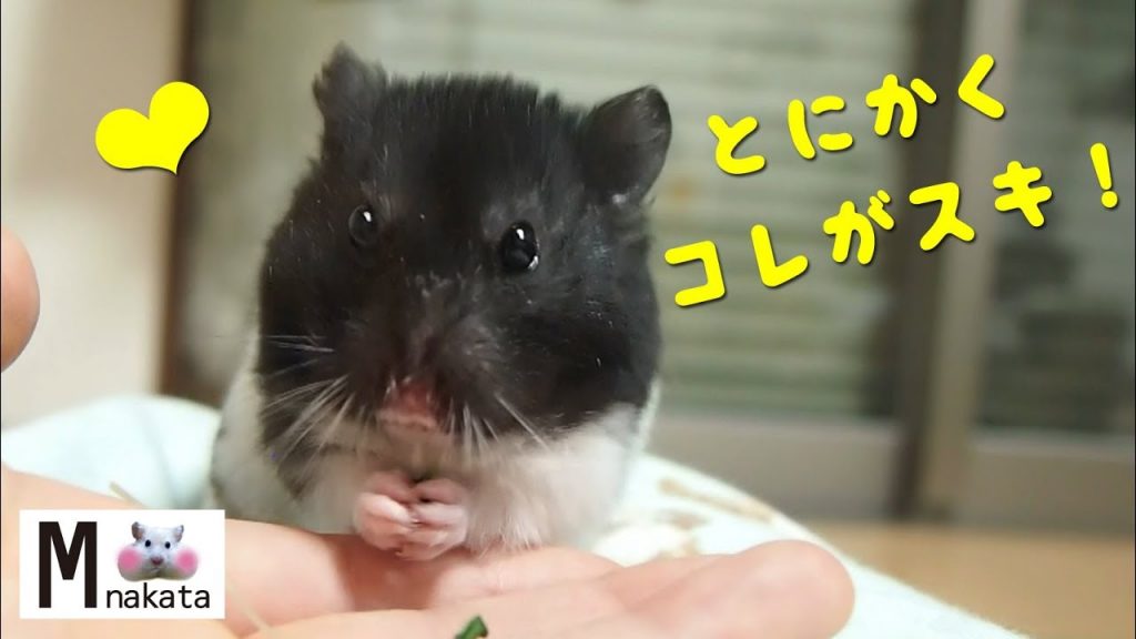 これだけはその場で食べるくらい好き!おもしろ可愛い癒しハムスターFunny Hamster likes this!