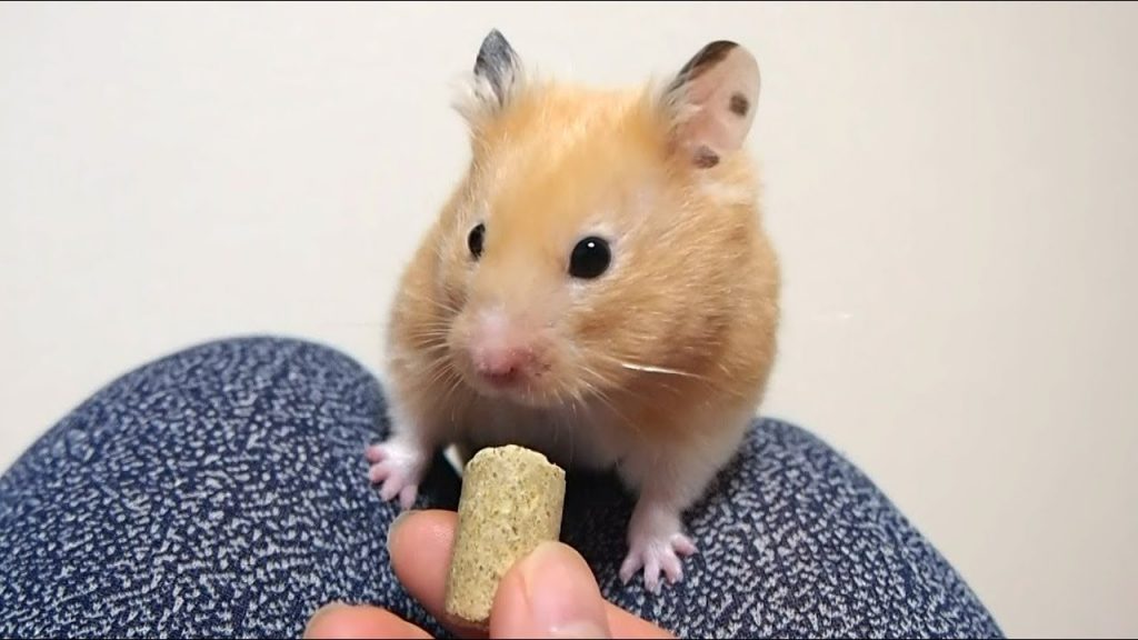 荒ぶるハムスター!その理由は…？おもしろ可愛い癒しハムスター Why are hamsters angry?