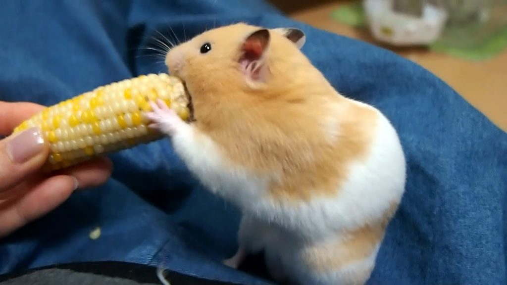 ハムスターVSコーン!爆笑シーン5連発！おもしろ可愛い癒しハムスターHamster VS Corn! That was hilarious!5 consecutive