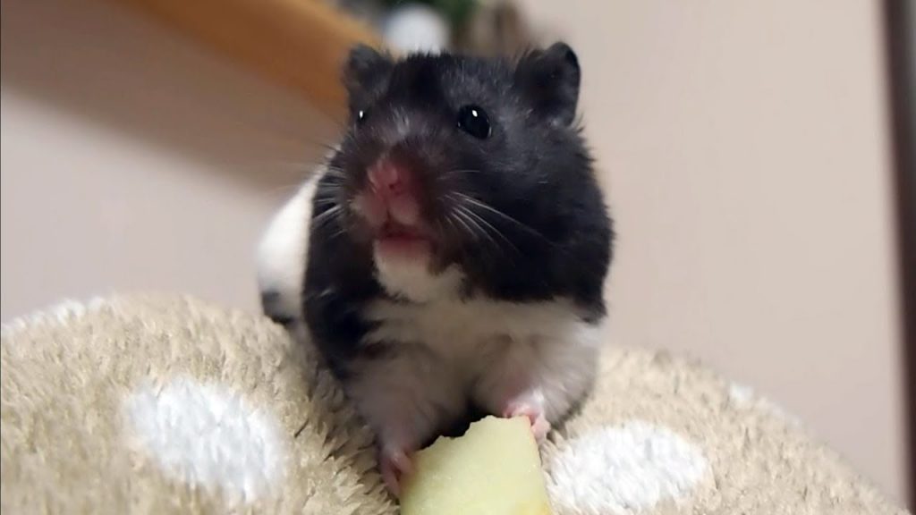 ハムスターにはじめてリンゴをあげてみた!おもしろ可愛い癒しハムスターHamster who ate apples for the first time