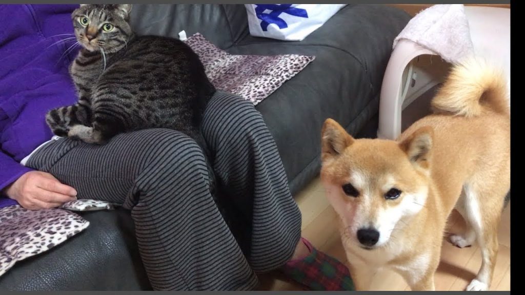 落ち着きのない柴犬とまったり猫がいて、笑いが起きる日常 【柴犬ハナと猫クロ】– Shiba and cat are so cute.–