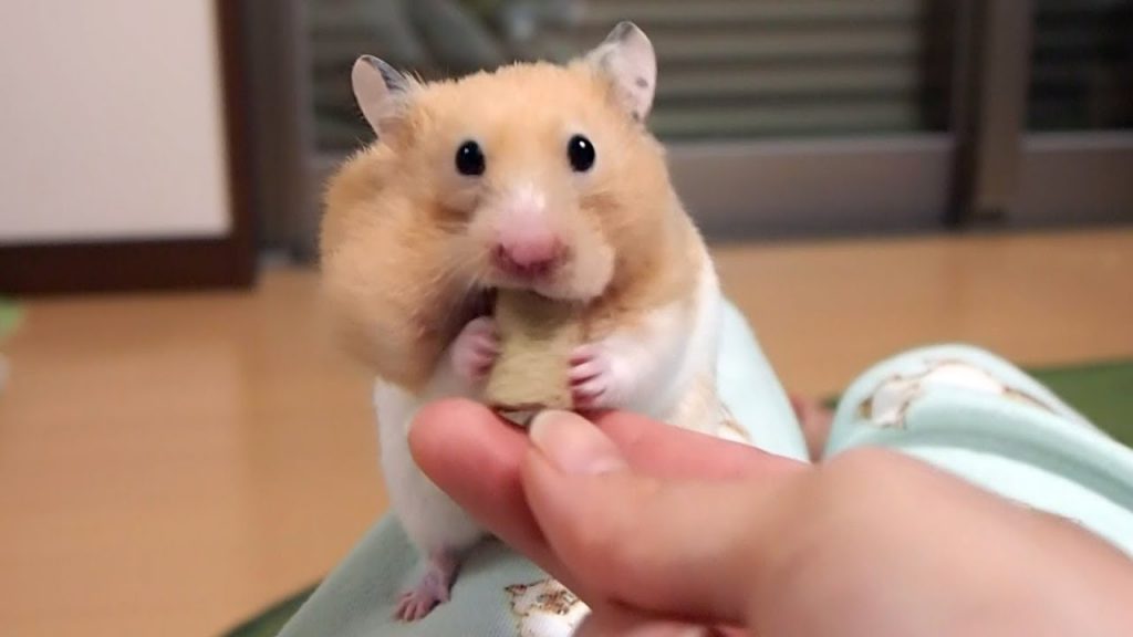 もう限界!走り去る後ろ姿が可愛すぎる!おもしろ可愛い癒しハムスターHamsters that are too cute behind suddenly running limits